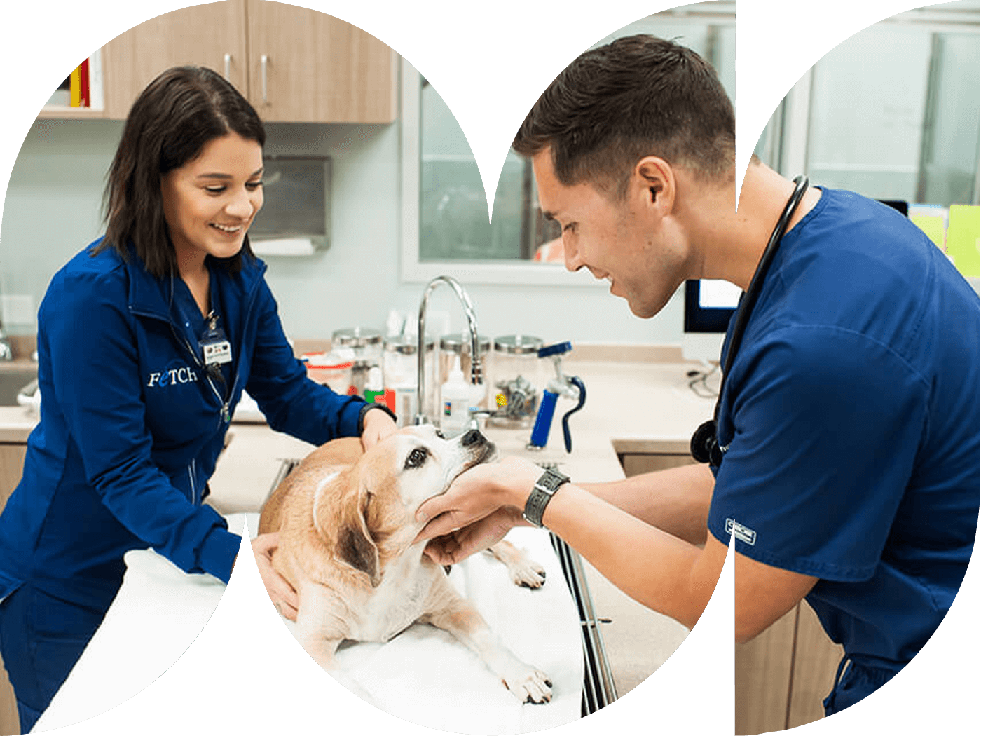 Veterinary Specialty Center In Florida And South Carolina