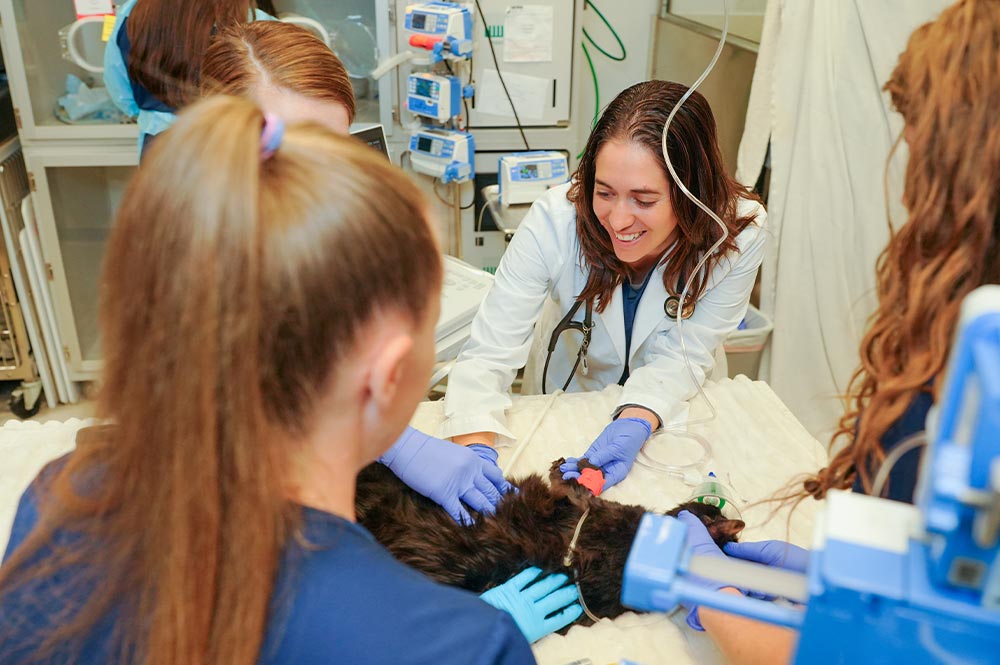 four staff members working on small black fluffy dog in emergency room