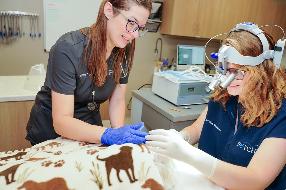 two female staff members caring for small dog; one is wearing a headlamp with microscope glasses
