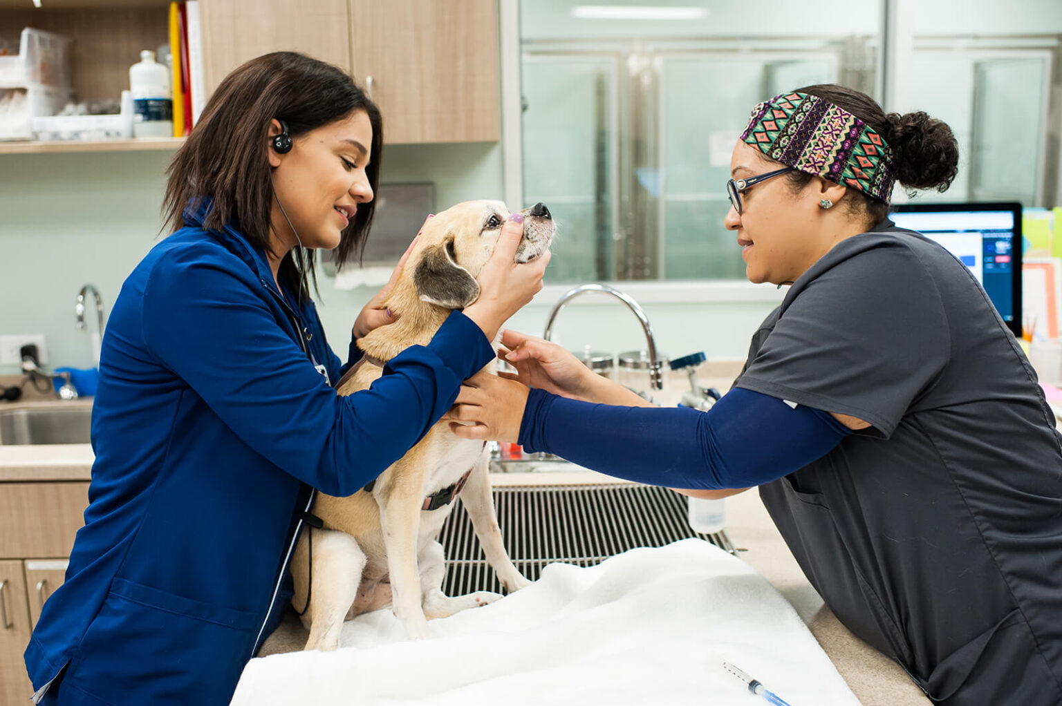 Veterinary Specialty Center in Florida & South Carolina | Fetch ...