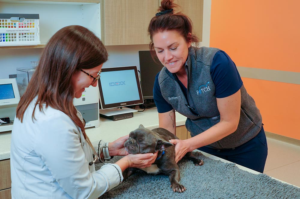 female veterinarian and female technician smiling while examining bulldog puppy