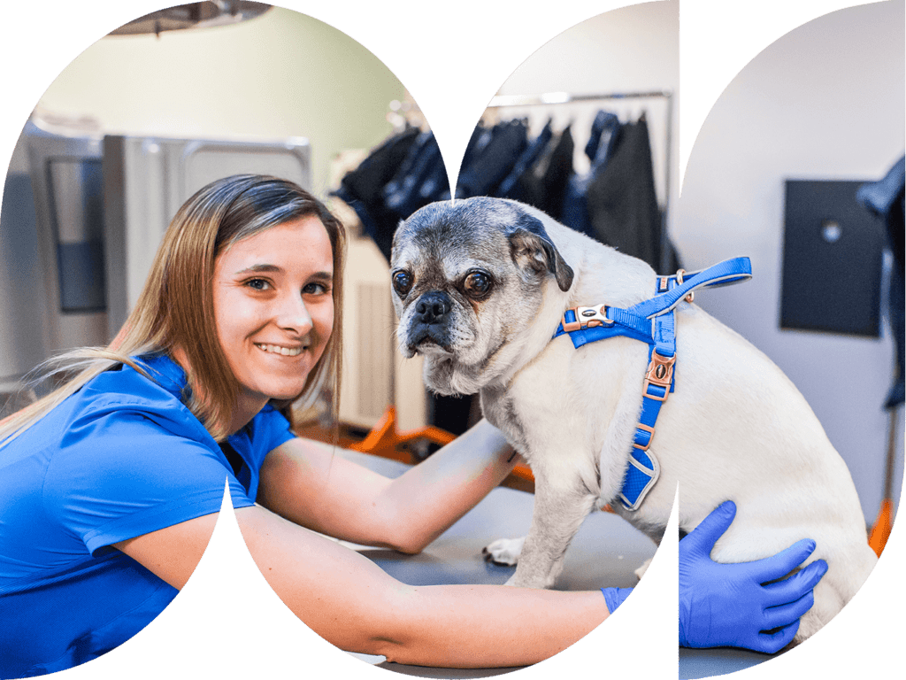 Veterinary Specialists & 24/7 Emergency Vets in Fort Myers, FL Fort