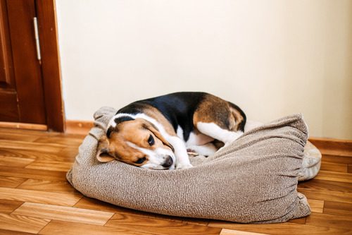 sick-beagle-laying-in-dog-bed