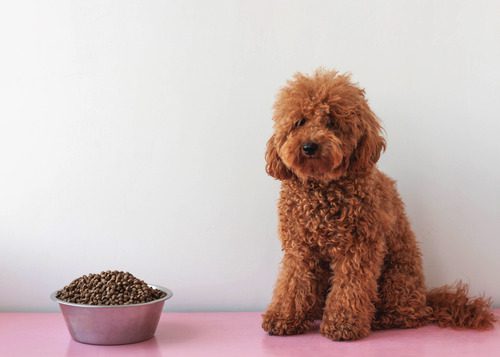 dog-sitting-next-to-full-bowl-of-food