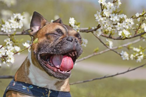 dog-sneezing-near-flowers