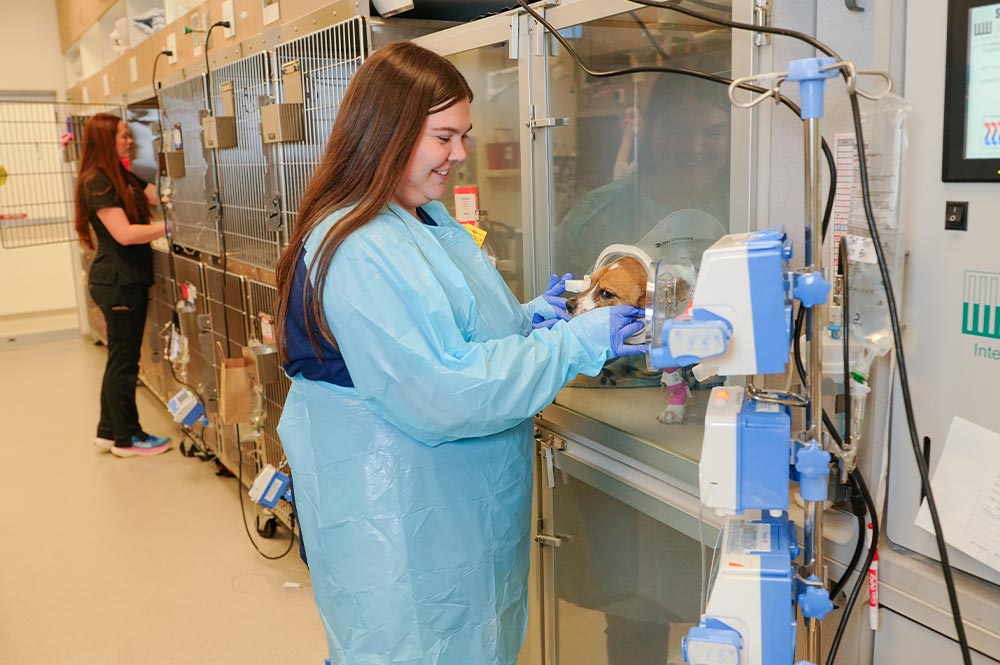 female staff member wearing covering and gloves smiling while checking on dog in critical care cage