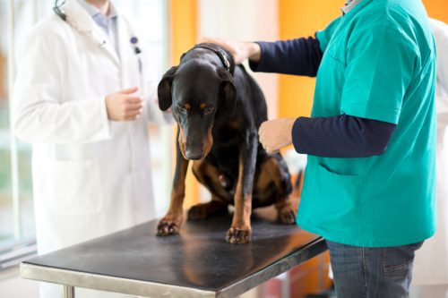 vet-examining-sad-dog-at-clinic-with-vet-tech's-help