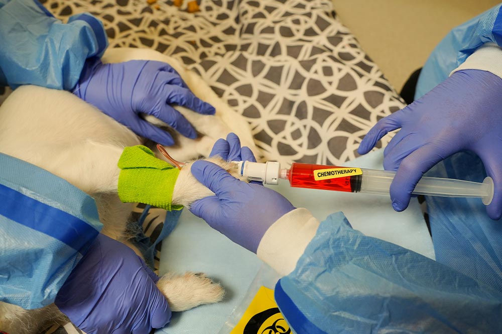 staff member wearing gloves and protective gear injecting red chemotherapy drug into dog's IV; yellow chemotherapy label is displayed prominently on syringe