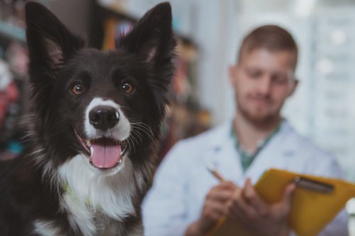 close-up-of-happy-dog-with-tongue-out-while-vet-writes-on-clipboard-in-the-background
