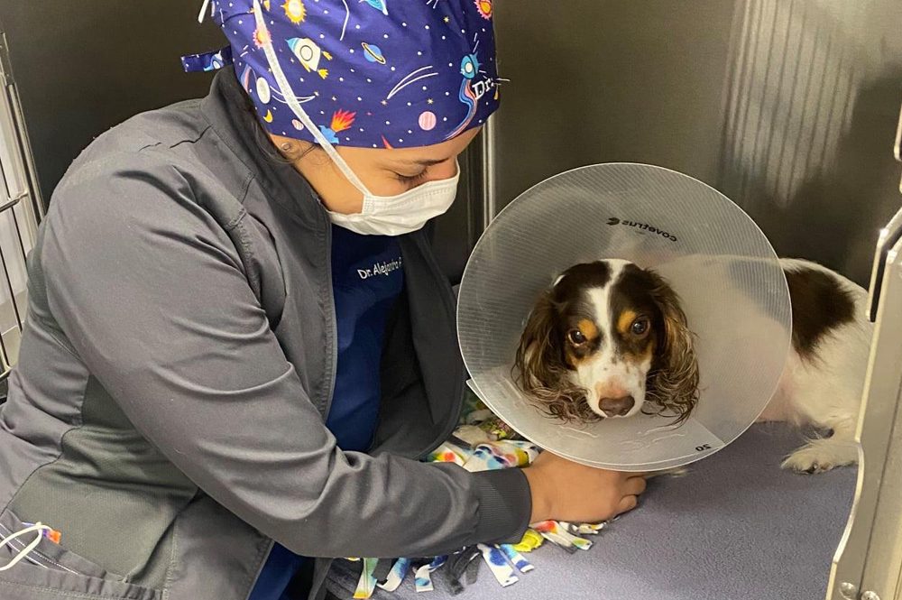 Caring For Dog Wearing Cone