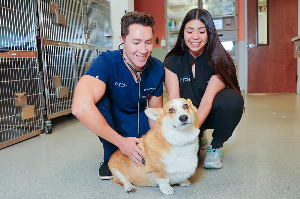 male doctor and female technician smiling while examining corgi on floor