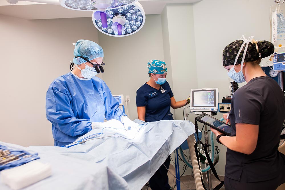 veterinarian performing surgery while assistants monitor patient's vitals