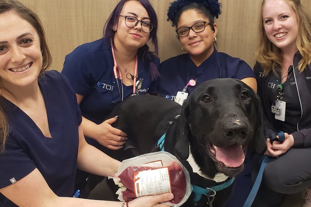 Dog Donating Blood