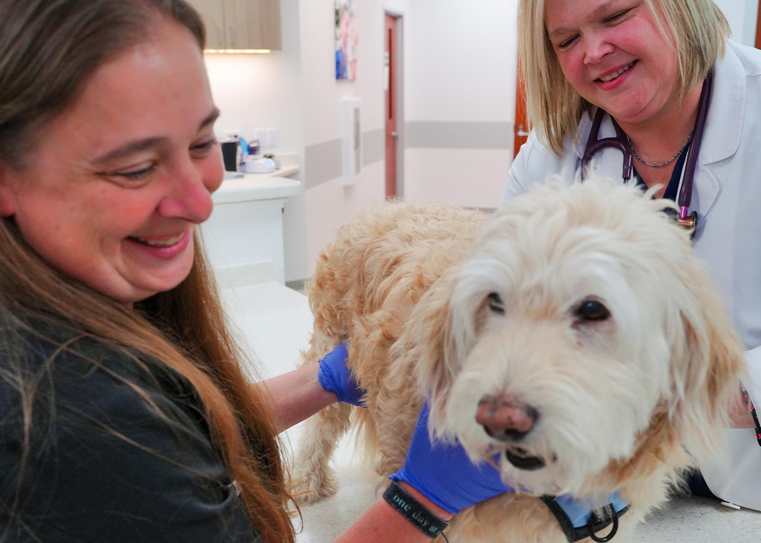 two female veterinarians smiling while examining fluffy cream colored dog