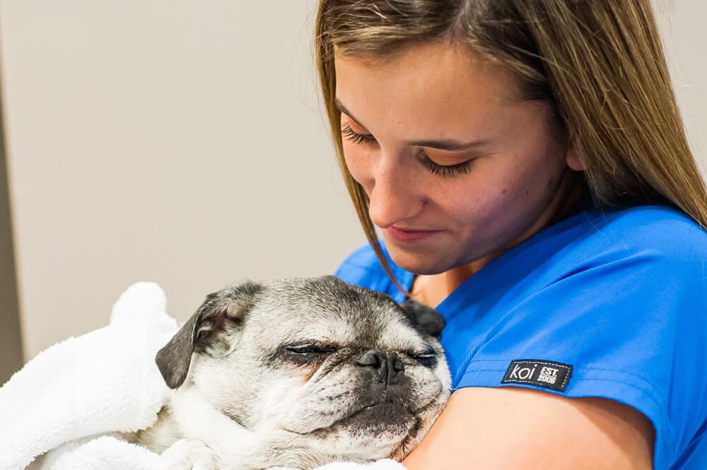 Holding Pug In Towel