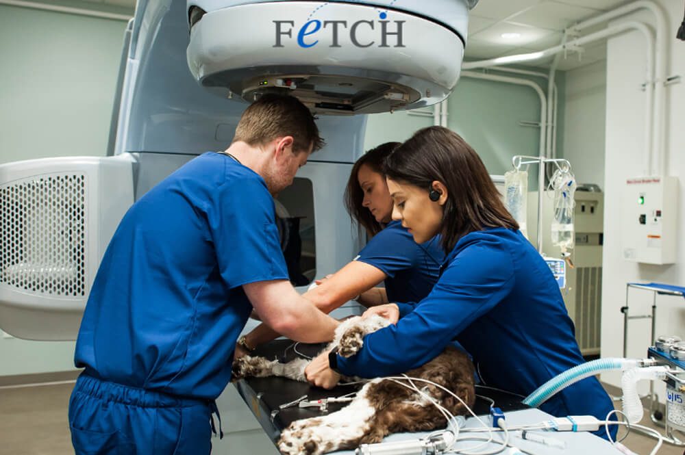 Radiotherapy On Dog