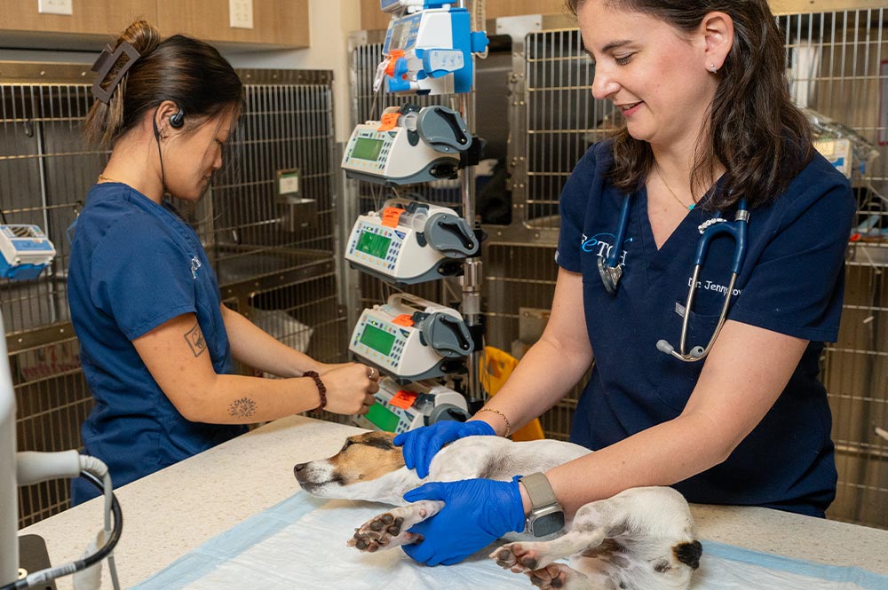 two female staff members working on small dog in critical care