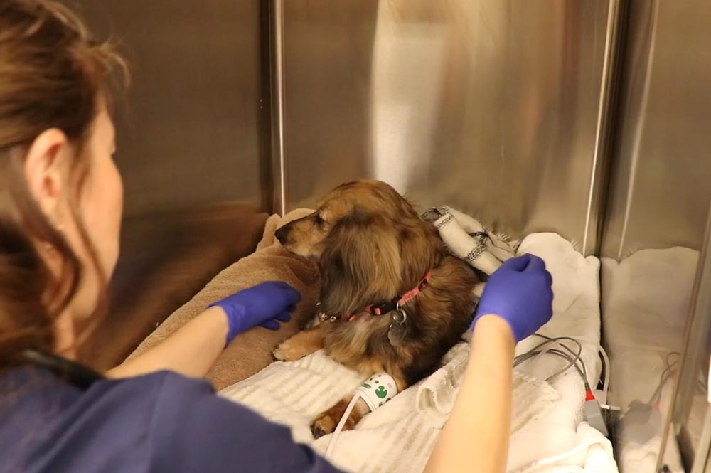 Female Staff Member Handling Sick Dachshund