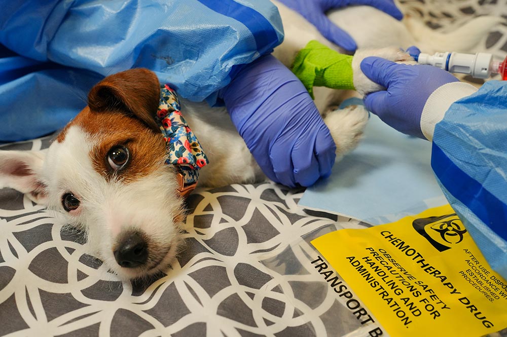 spotted jack russell terrier lying on side while undergoing chemotherapy treatment