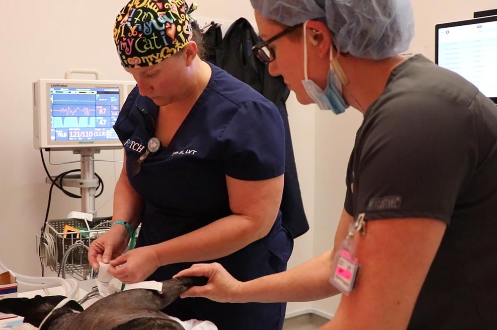 Veterinarian And Technician Working On Dog Veterinarian And Technician Working On Dog