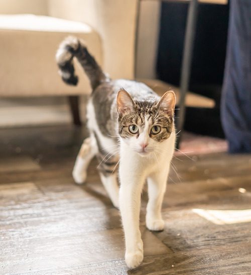 gray-white-and-black-cat-with-crooked-tail