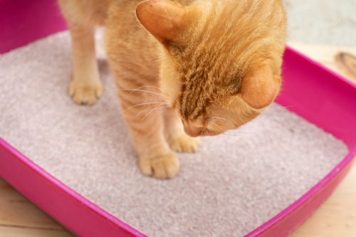 orange-cat-standing-in-pink-litter-box