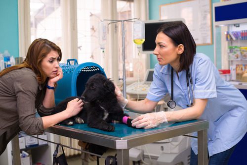 worried-female-pet-owner-talking-with-female-vet-at-clinic-during-her-dog's-appointment