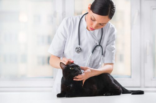 female-vet-examining-black-cat's-ear-at-clinic
