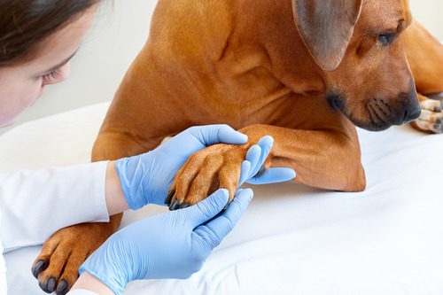 vet-examining-dog's-paw-at-clinic