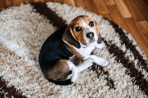 beagle-puppy-sitting-on-a-rug-looking-up-at-the-camera