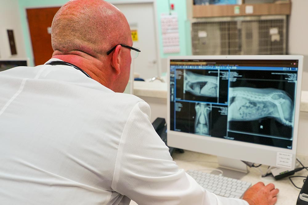 male veterinarian examining xray images of dog on computer screen