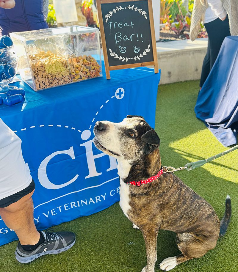 Dog Sitting At Treat Bar