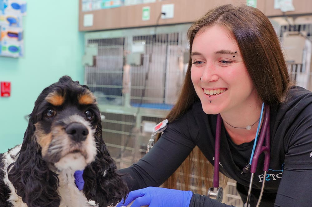 female veterinarian smiling at small tricolored dog while petting it