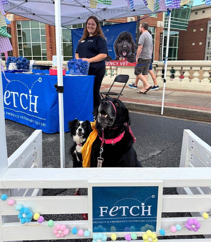happy black dog and fluffy black and white dog posing with wooden spring photo prop with Fetch Vets sign attached