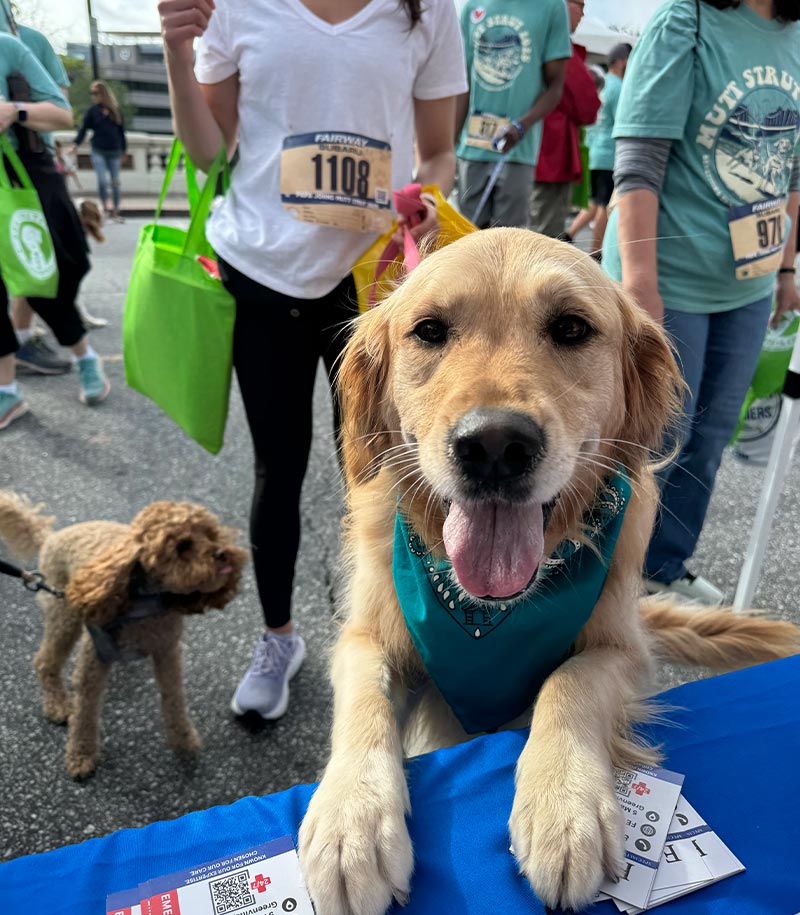 happy golden retriever with front paws on display table