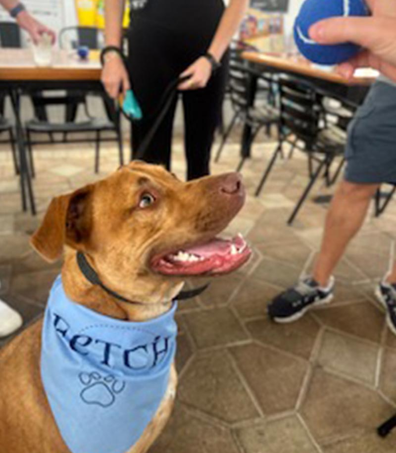 brown dog wearing Fetch Vets bandana staring at blue tennis ball