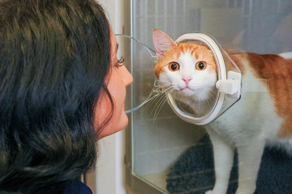 female staff member talking to orange and white cat poking head out of circular entry in icu cage