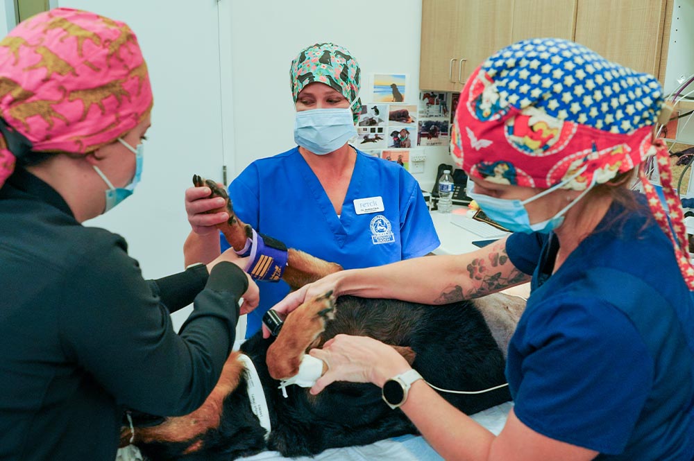 three female staff members working together on sedated dog