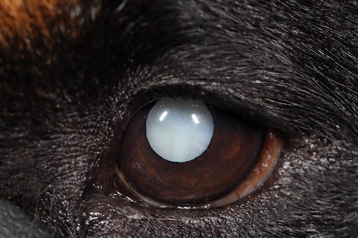 close up of cataracts in a dog's eye