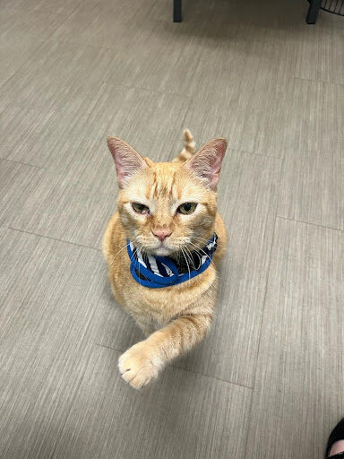 orange-cat-with-eye-condition-at-clinic
