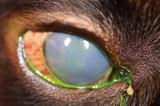 close up of a pet's eye affected by glaucoma