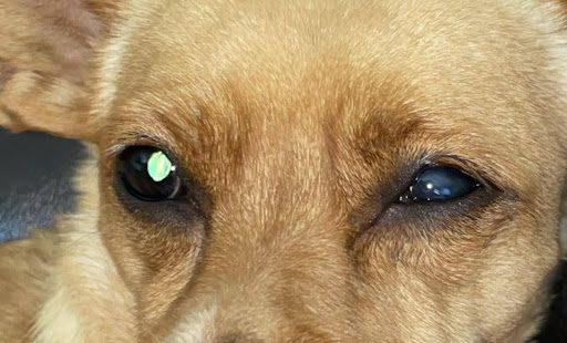 close up of dog's eyes squinting in the light