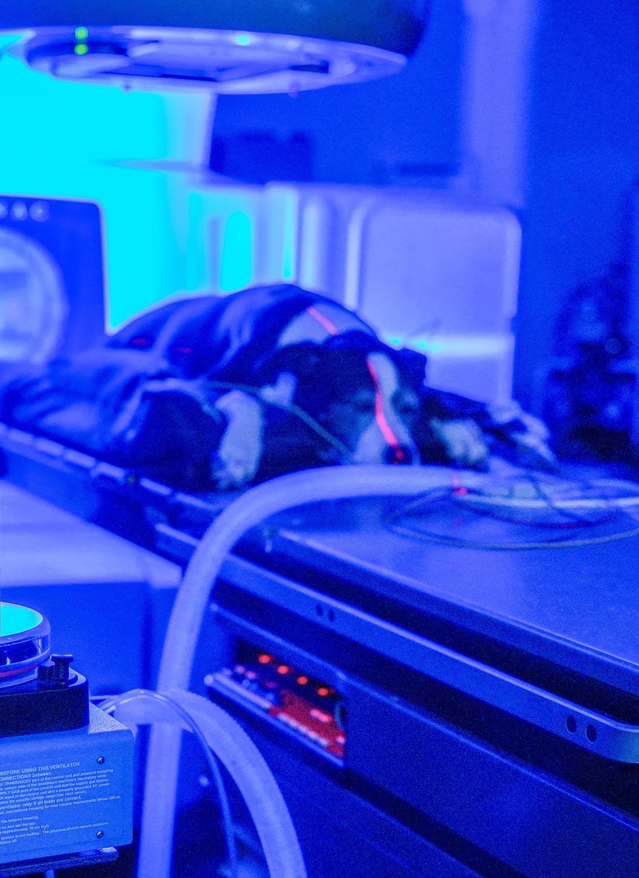anesthetized dog undergoing radiation therapy treatment