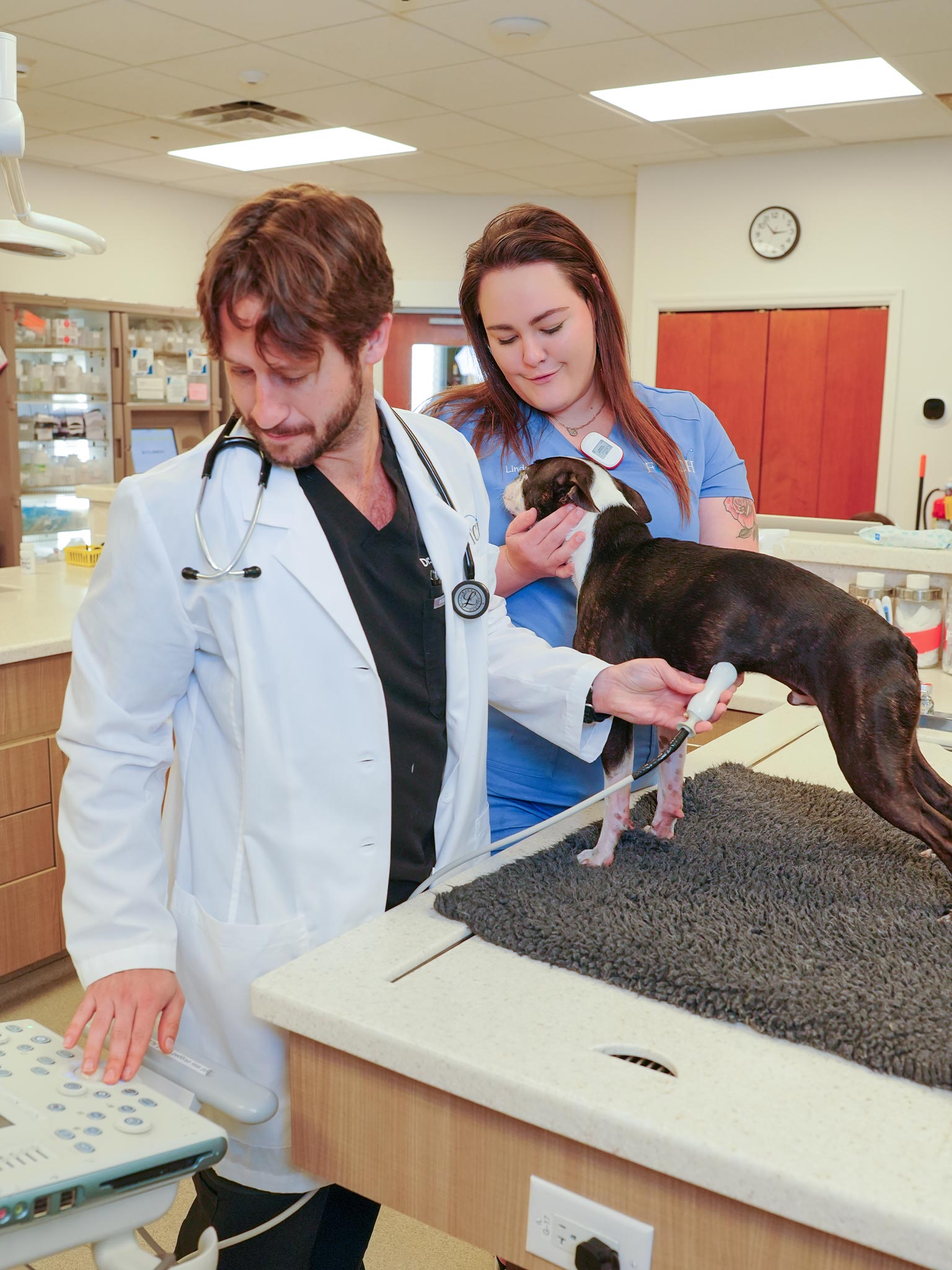 male veterinarian performing abdominal ultrasound on French bulldog while female assistant holds and pets dog
