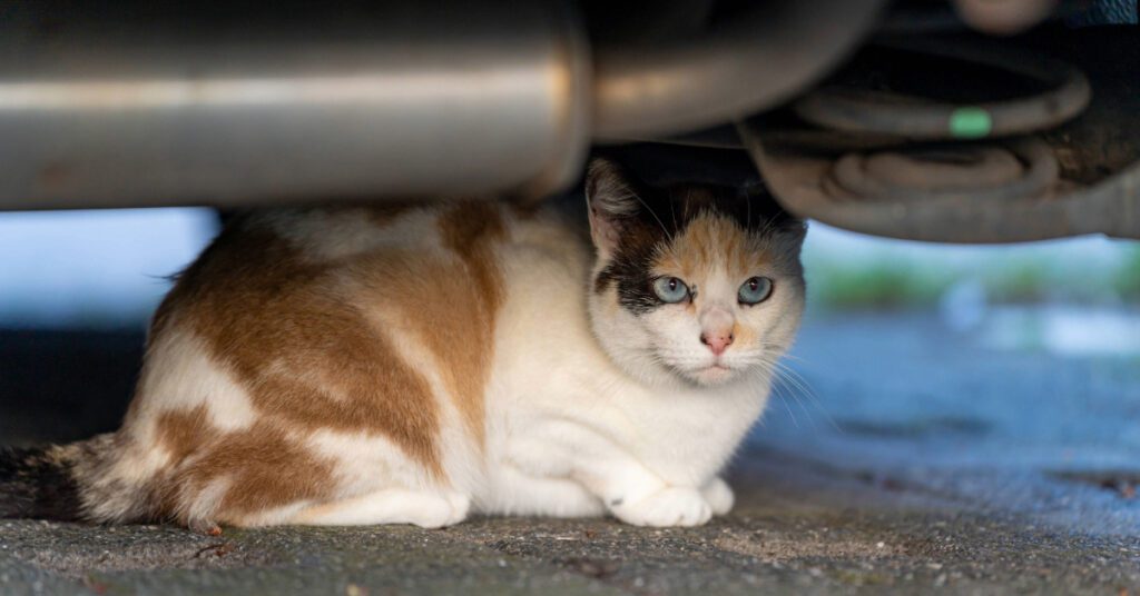 stray cat hiding under car