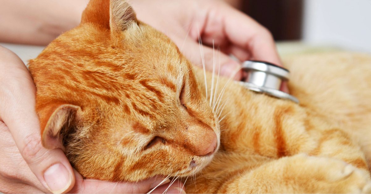 red tabby cat getting physical exam from veterinarian