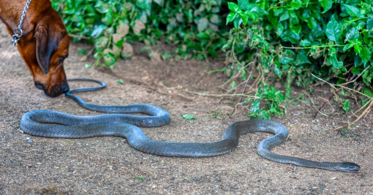 red dog sniffing black snake on the ground