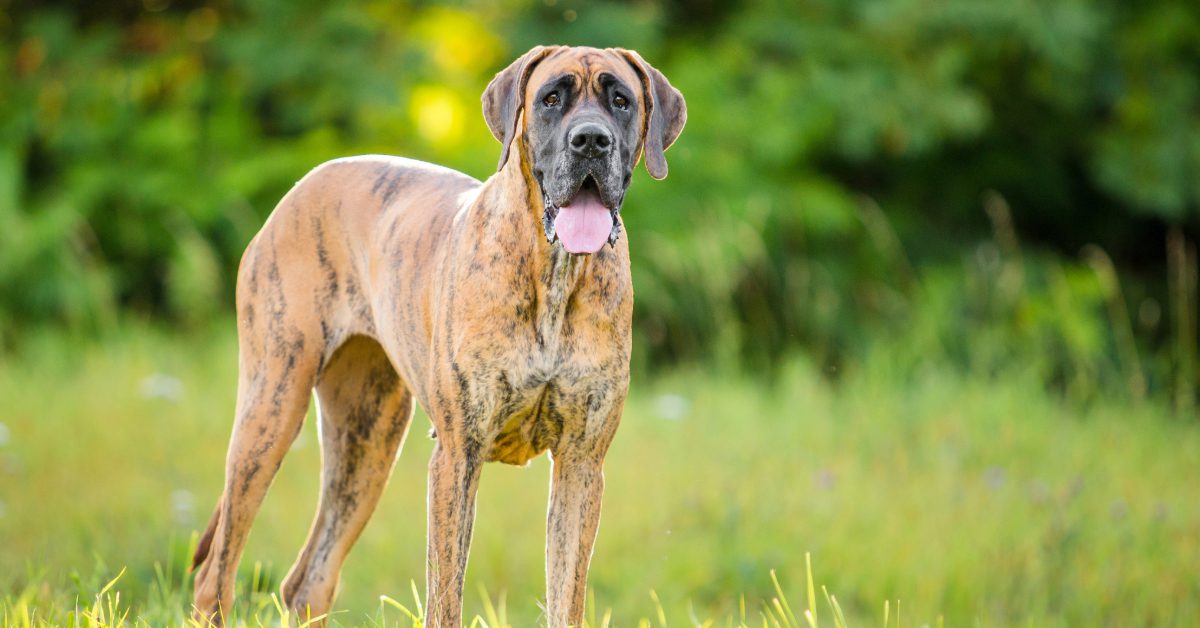 large reverse brindle Great Dane standing in a field