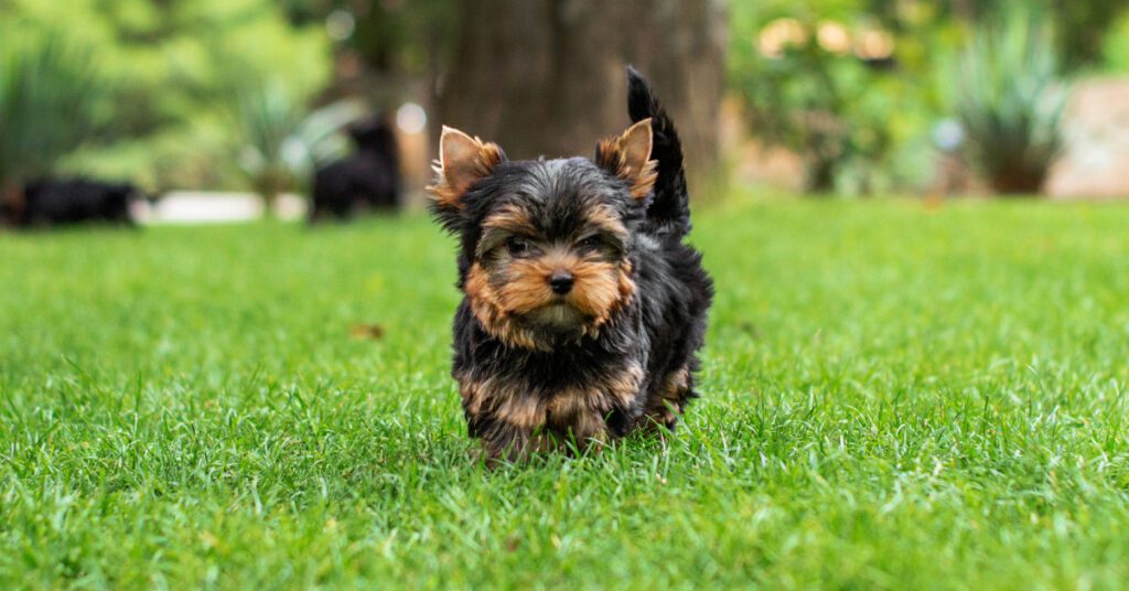 tiny Yorkshire terrier puppy standing on bright green lawn
