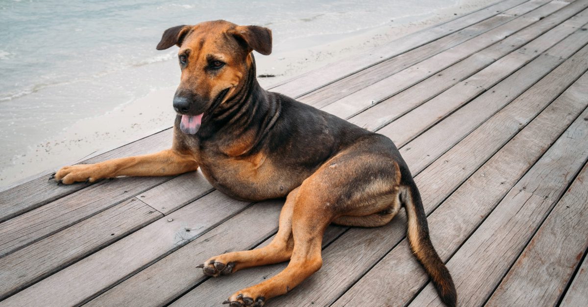 large three-legged black and tan dog laying on dock